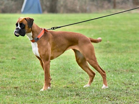 Brunhilde von Geraberg