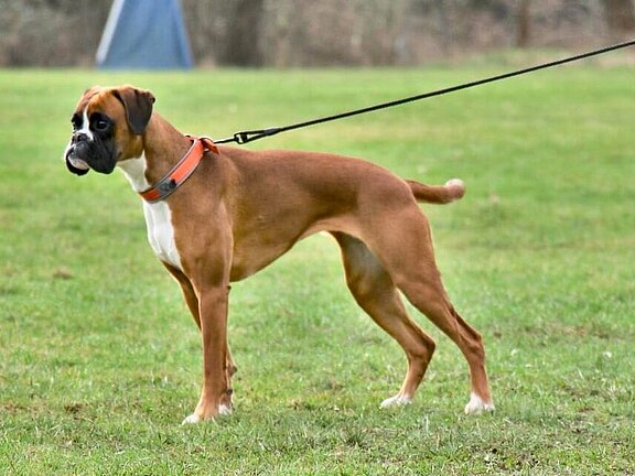 Brunhilde von Geraberg Brunhilde von Geraberg