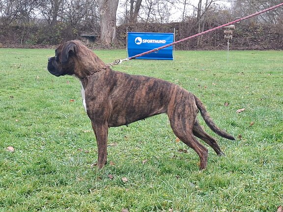 Boxerhündin Lady