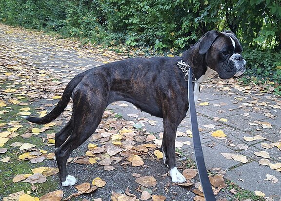 Nala vom Schwanenschloß