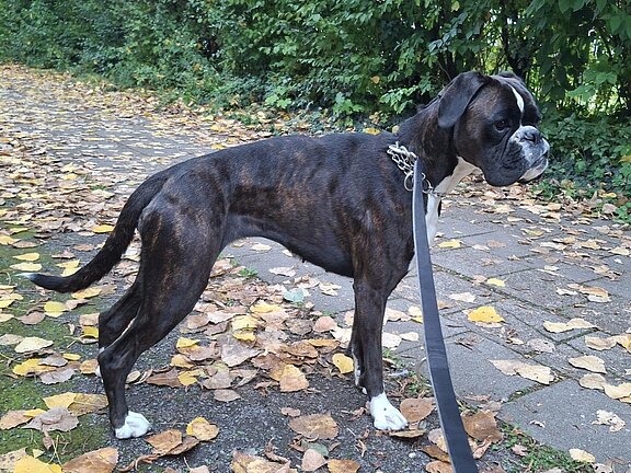 Nala vom Schwanenschloß Nala vom Schwanenschloß