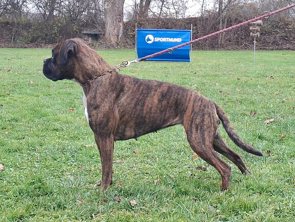 Boxerhündin Lady